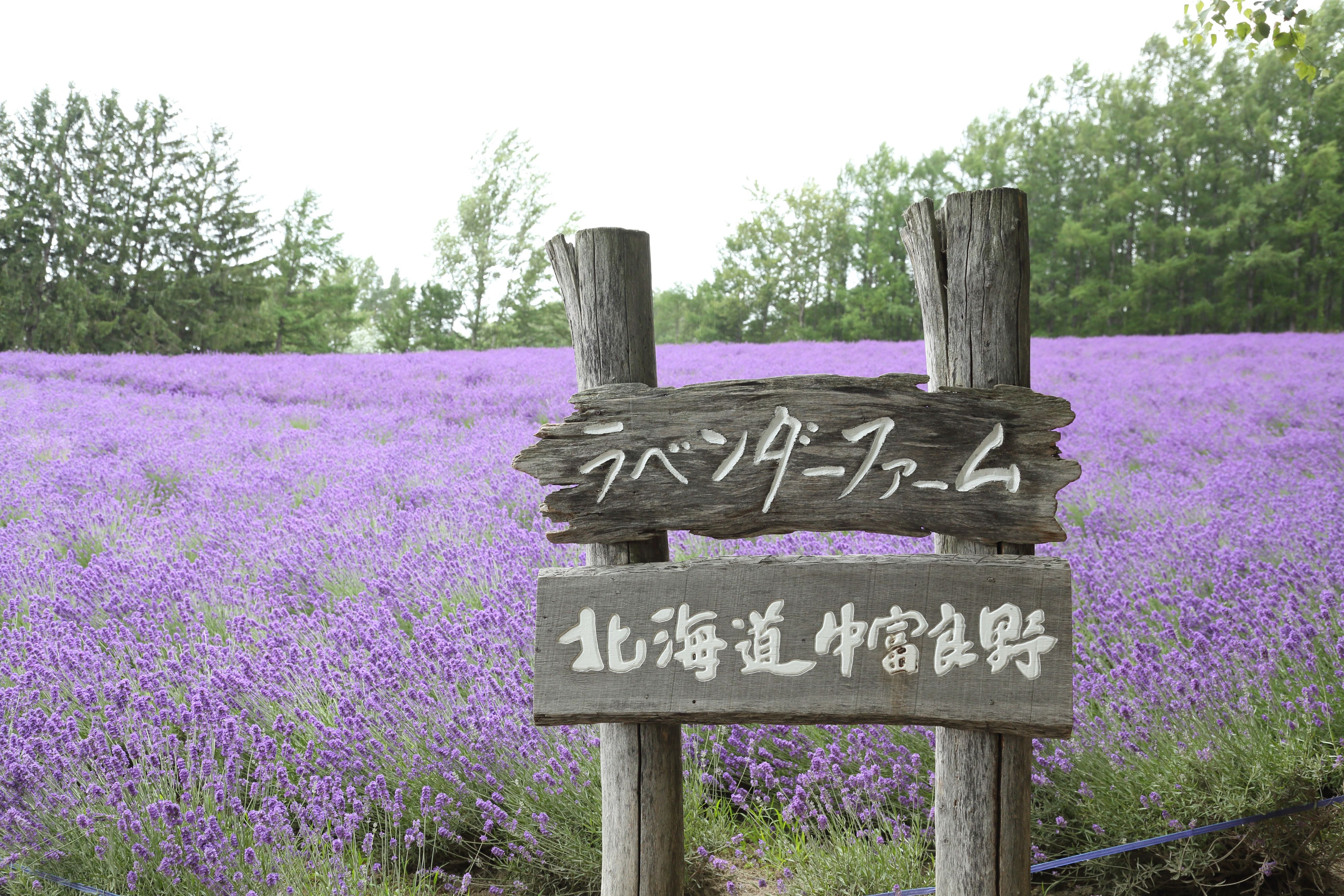 ทัวร์ญี่ปุ่น ฮอกไกโด ซัปโปโร ทุ่งดอกลาเวนเดอร์ โทมิตะฟาร์ม